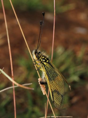 Libelloides longicornis